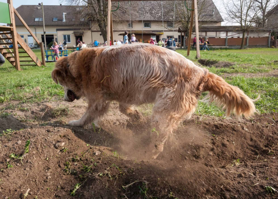 狗狗将要去汪星前的5种行为,宠主可别忽视,也许是最后一面了