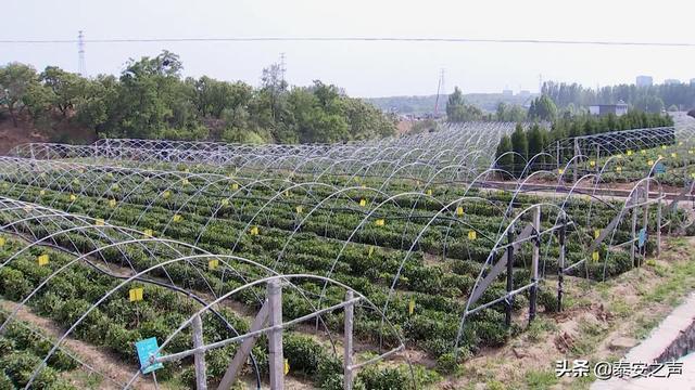 2020山东泰安各区县_2020年10月上半月各县(市、区)、功能区及乡(2)