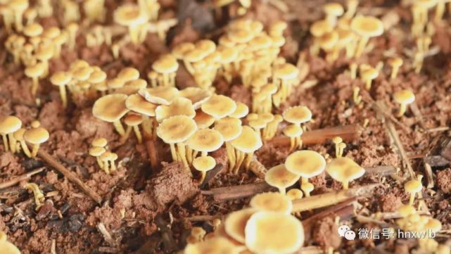 沅江芦菌,带来产业转型的春天