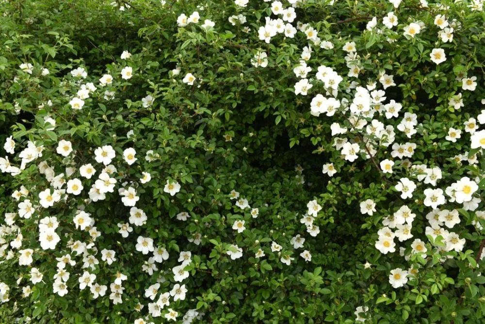 湖南溆浦金樱子花开白无暇