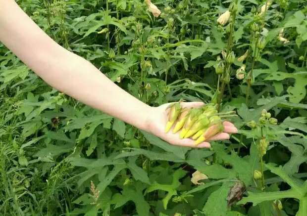 贵州安顺岩上金花葵金花葵的神奇功效和药用价值