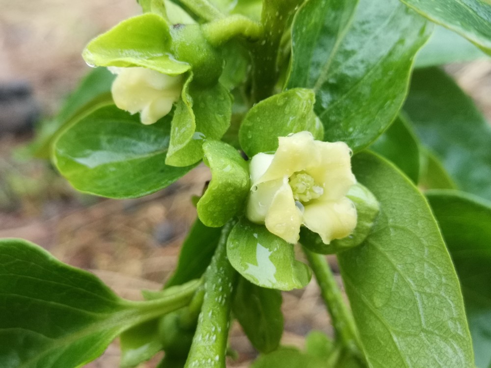 你知道柿子花长什么样子吗云赏花走起