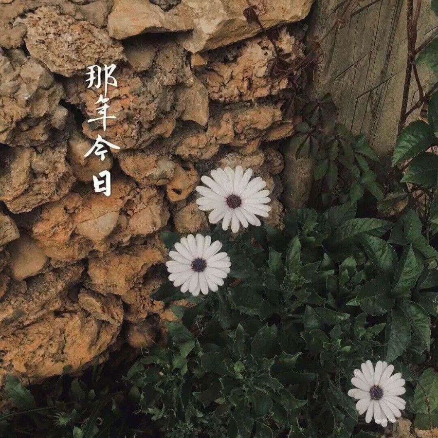 12条适合女生发qq空间的句子,句句经典高冷,发圈"访客