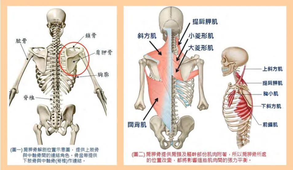 浅谈驼背与肩关节伤害 腾讯新闻