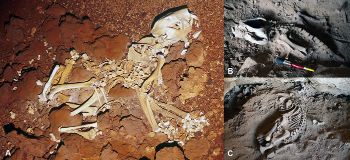 根据已经发现的化石来看,袋狮外形并不像现在的狮子,其头骨反而跟袋熊