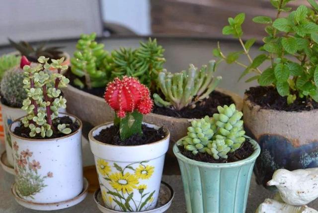 养多肉不想用固体肥 就换上 4种水溶液 操作简单 肥效佳 腾讯新闻