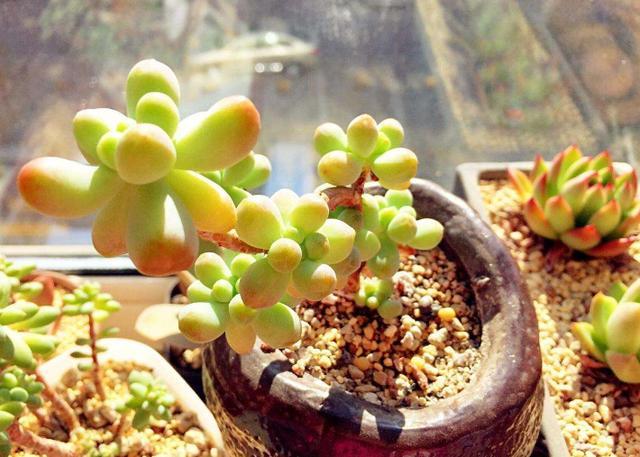 养多肉不想用固体肥 就换上 4种水溶液 操作简单 肥效佳 腾讯新闻