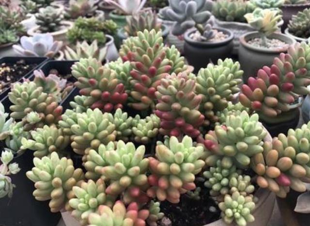 养多肉不想用固体肥 就换上 4种水溶液 操作简单 肥效佳 腾讯新闻