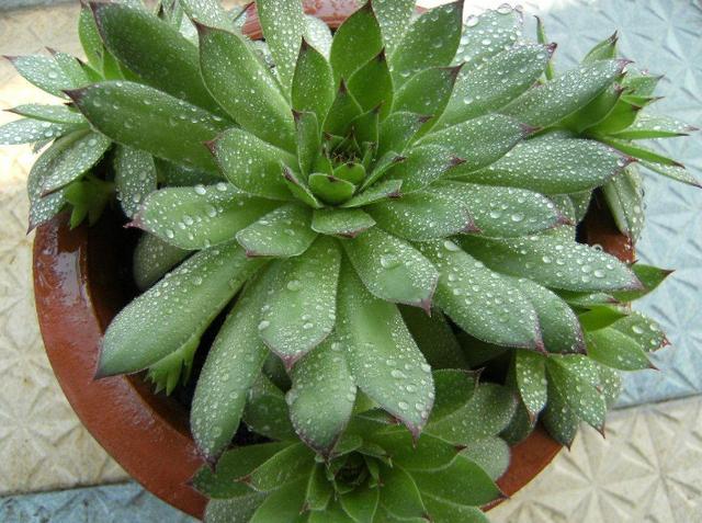 养多肉不想用固体肥 就换上 4种水溶液 操作简单 肥效佳 腾讯新闻