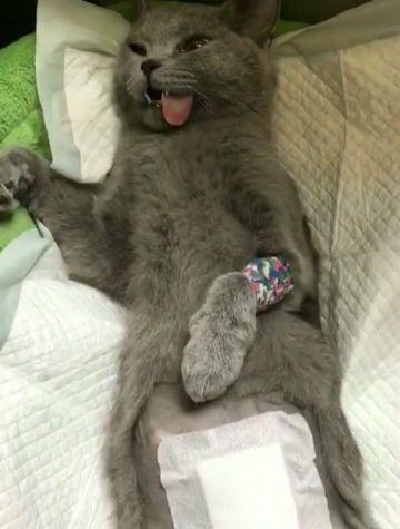 蓝猫绝育后见到前任女友不为所动主人看见后却有些慌了