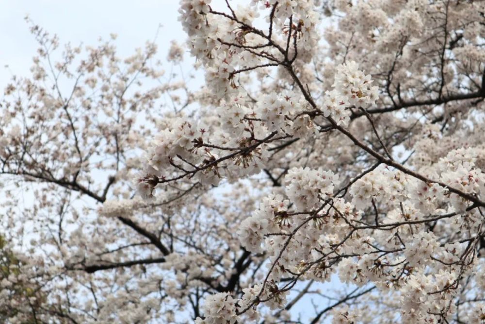阳台还能养 樱花 耐寒又耐热的初夏小精灵 来了 腾讯新闻