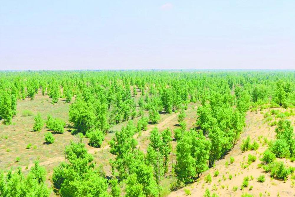 从1959年以来,人们已大力兴建防风林带,引水拉沙,引洪淤地,开展了改造