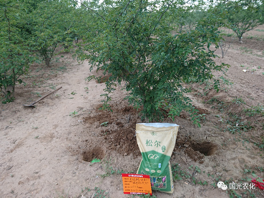 您种的花椒落果了吗?