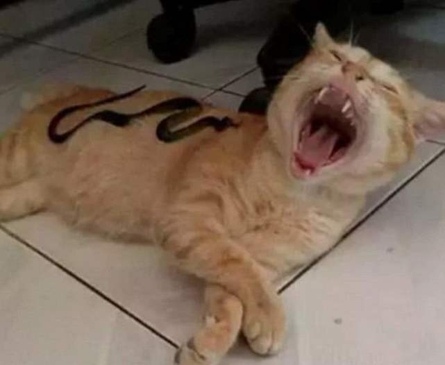 主人在猫咪背后放上黄瓜下一秒千万憋住笑镜头拍下全过程