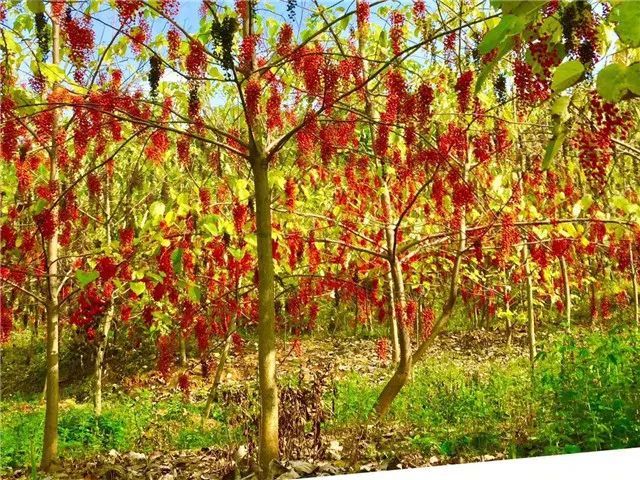 彭水15个重点项目简介 腾讯新闻