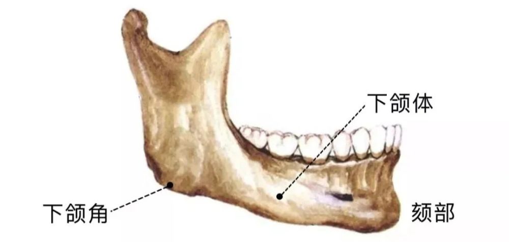 注意咯,我們這裡說的可不是下頜角, 正