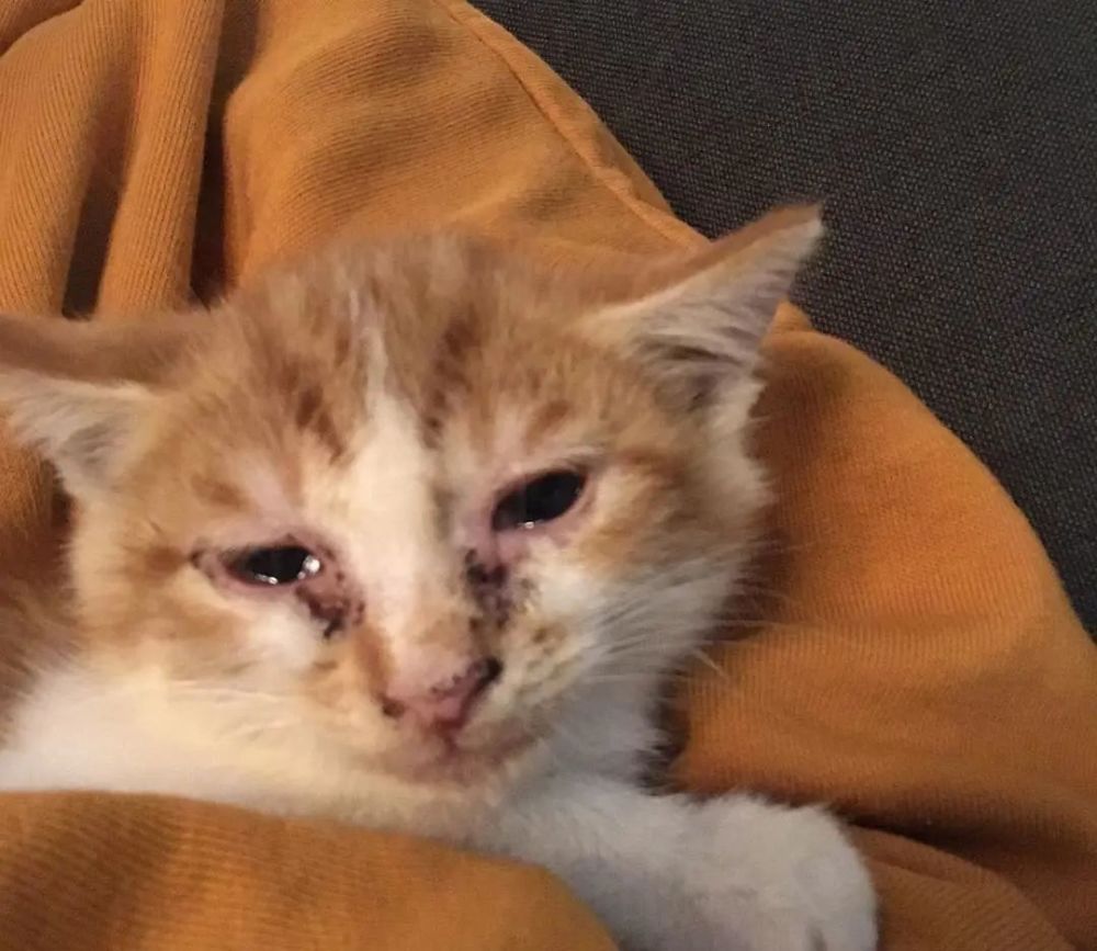 猫咪感冒会出现这4个症状,铲屎官看到可要小心!