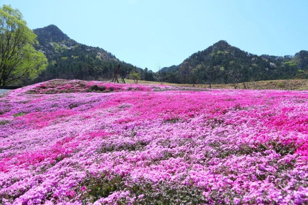 藏在昆嵛山的花海浪漫驚豔還有漂亮小姐姐的不倒翁表演