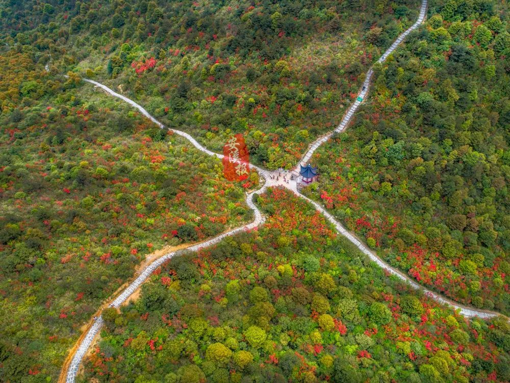 乃安溪第三高峰佛耳山,又名佛天尖千万别错过咯争奇斗艳热情绽放漫山