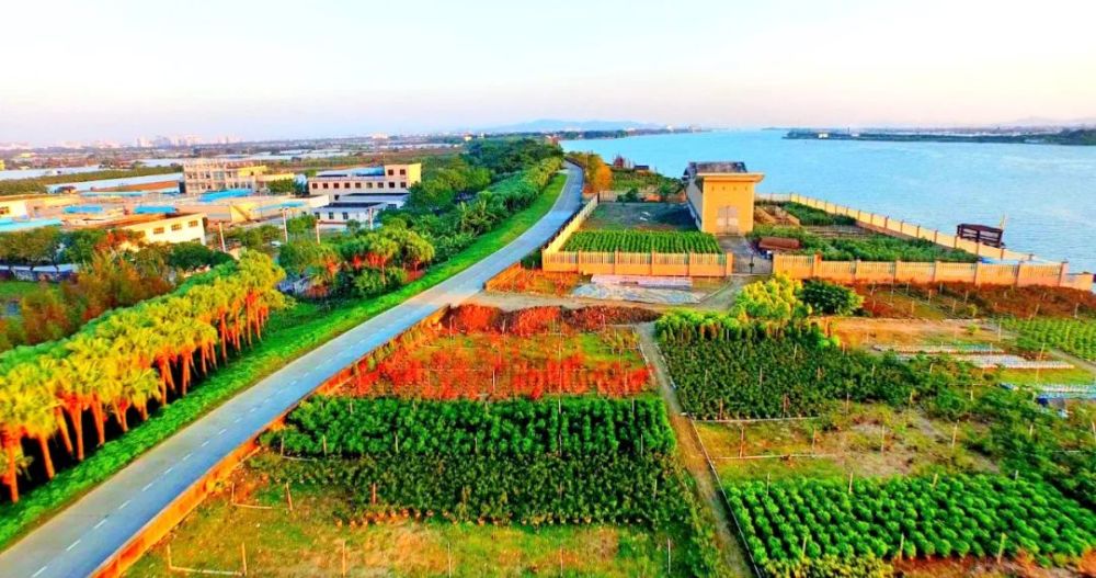 处处都是美景走在这片土地上西江沿线是横栏镇西江健步跑(走)活动重要