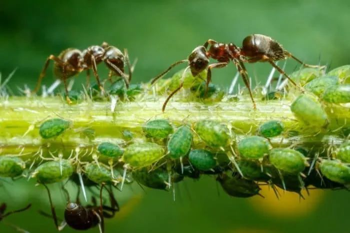 预防植物感染虫害要掌握几个技巧 否则容易感染这8种常见害虫 腾讯新闻