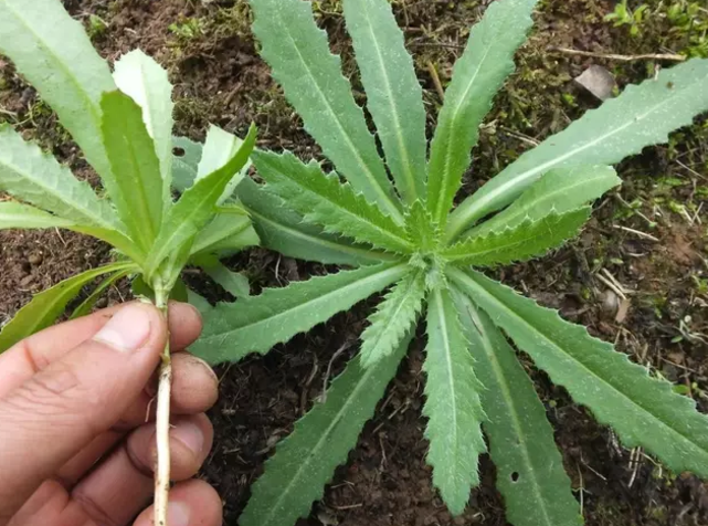 刺儿菜的嫩茎叶可食用,炒食,做汤均可