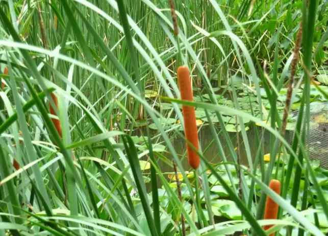 20種春天公園最常見的野菜,色鮮味美,藥用價值極高