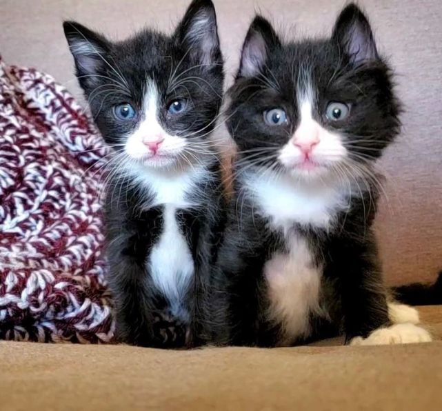 一对双胞胎燕尾服小猫,在暴风雨中挣扎了36个小时,最终成功获救