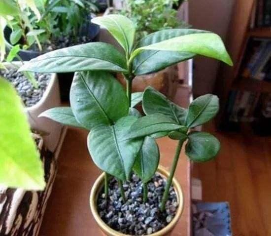 把吃剩的山竹核扔盆里,一个月,长出的盆栽漂亮