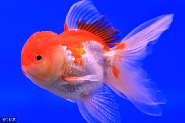 市场常见的小金鱼会有哪些品种 哪些嘴巴比较贱不适合混养 小金鱼 金鱼 混养 鹤顶红金鱼