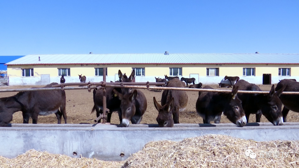 土墩子农场黑毛驴驮着职工奔小康