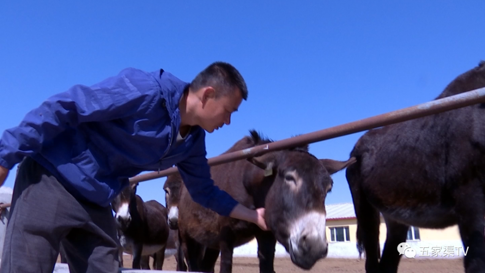 "土墩子二连职工社员 杨会玲:合作社的成立,为职工