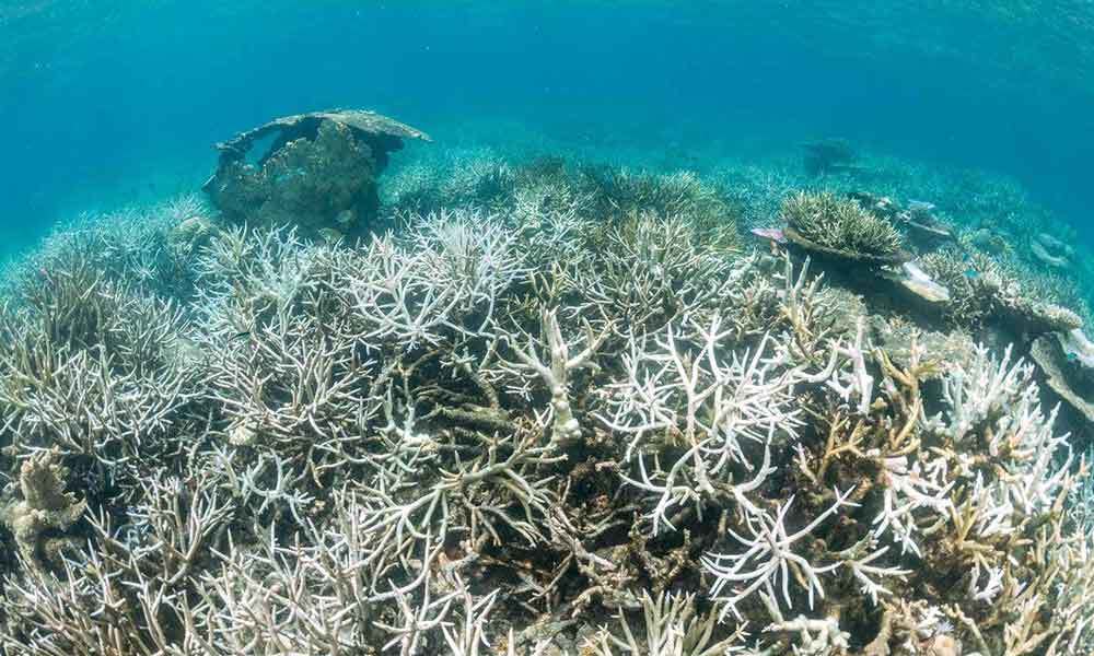 大堡礁正面临着最广泛的白化现象