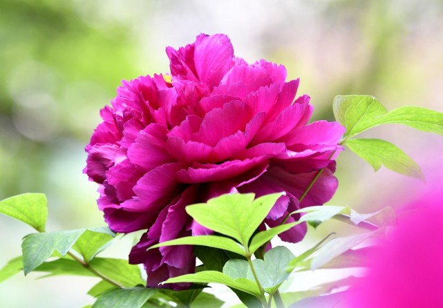 牡丹 牡丹花开处 富贵自然来 芍药 牡丹花