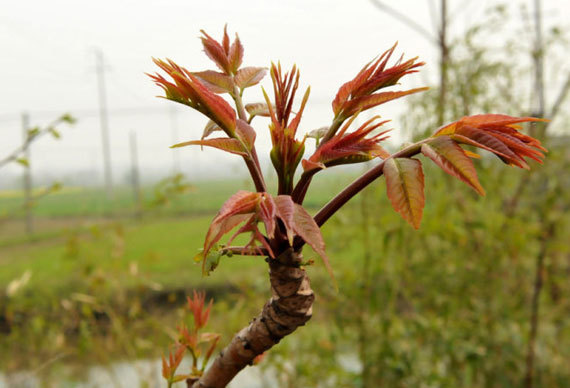 春暖花开香椿正上市市场价格这么高如何快速繁殖香椿呢