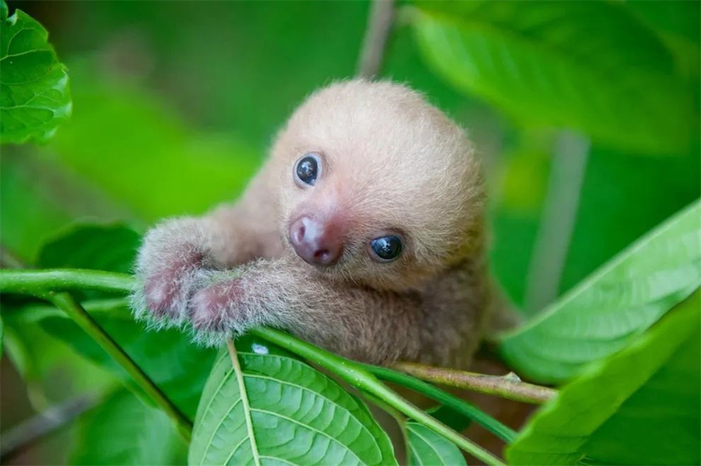 可爱的树懒宝宝结语神奇的自然界,孕育出神奇的树懒.