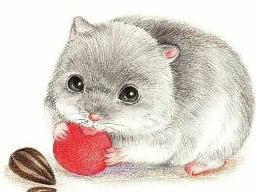 用马克笔画可爱小仓鼠图片