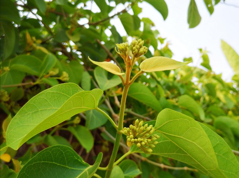 苦藤花一根藤上的苦花一旦错过就不在