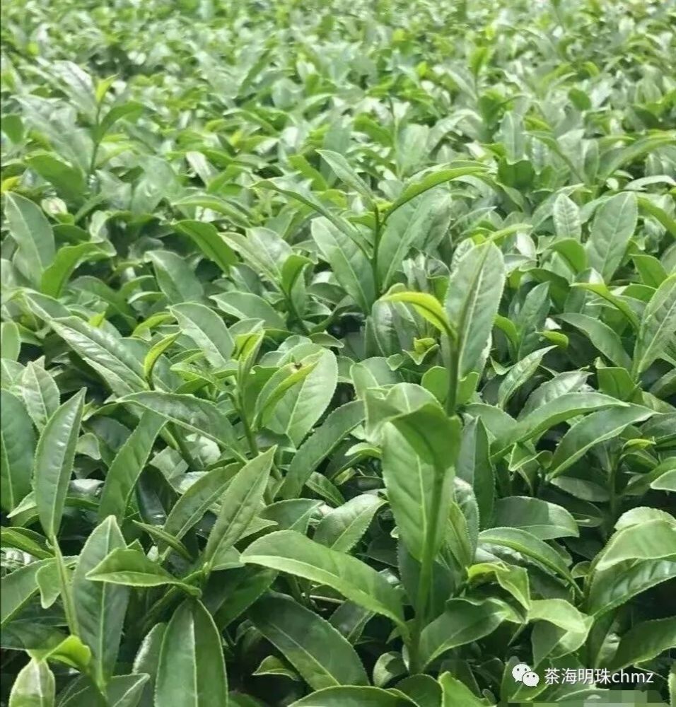 大坪鵝頭山肉桂園,風光秀麗品甘甜!