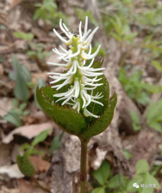 尖草:孤独所挣不开的