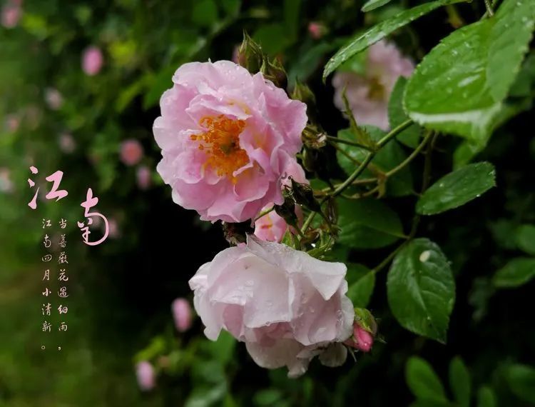 当蔷薇花遇细雨 腾讯新闻