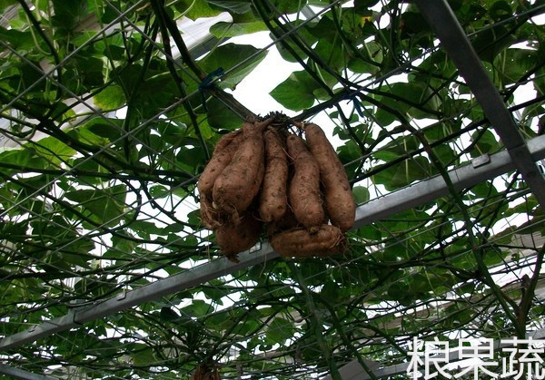 空中红薯不仅美观而且产量高