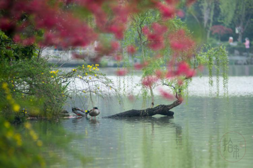 桃花春水淥,水上鴛鴦浴.——唐·韋莊《菩薩蠻》