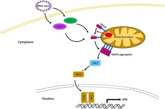 水生所肖武汉组揭示sirt5和琥珀酰化在抗病毒先天免疫中的功能