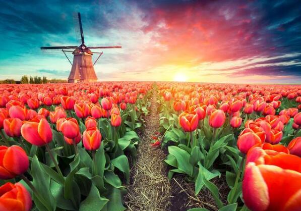 "郁金香泡沫"从荷兰国花的历史看泡沫经济背后的原理!_腾讯新闻