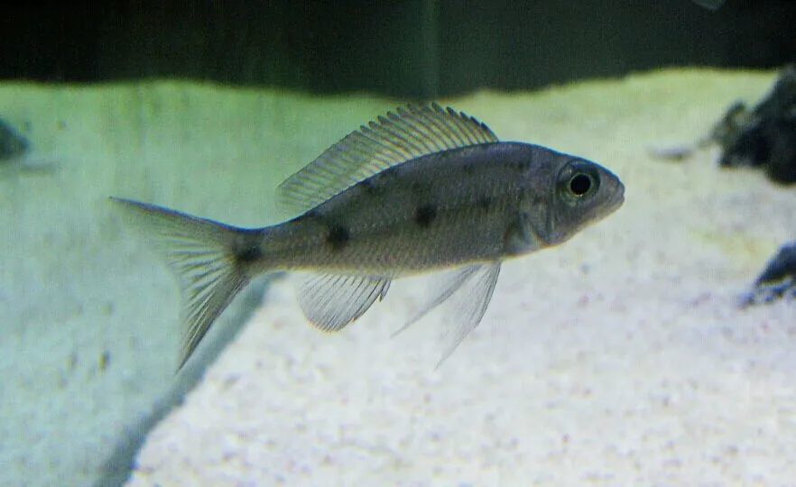 蓝帝提灯鱼喜欢抢地盘的坦湖慈鲷水族圈里少见