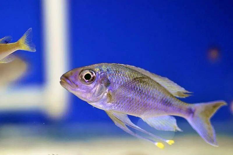 蓝帝提灯鱼喜欢抢地盘的坦湖慈鲷水族圈里少见