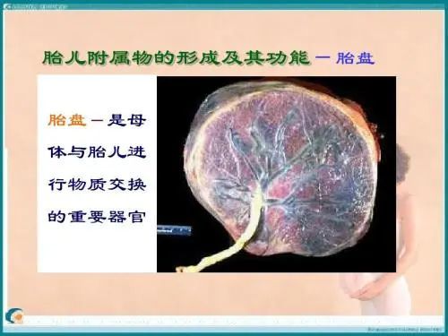 人类间充质干细胞研究的宝贵资源胎儿附属物