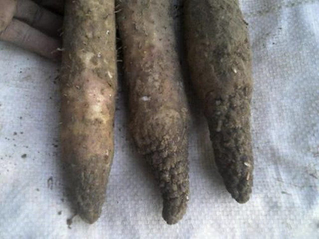 山药黄叶死苗如何预防枯萎黄萎病用什么药防治软腐烂根病处理方法