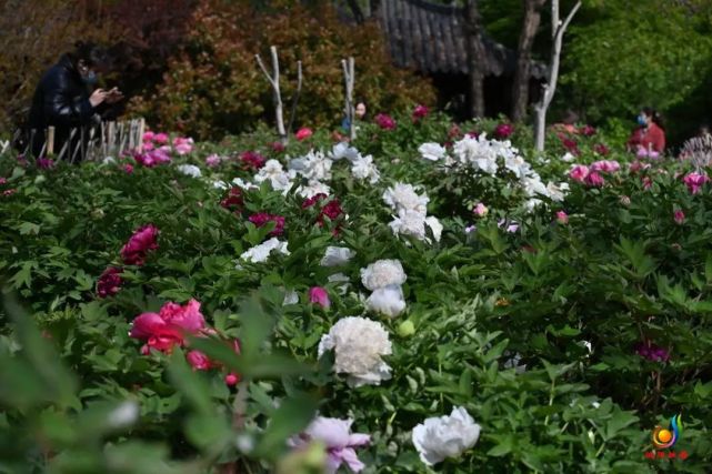 牡丹,花開!城陽國學公園正等你來